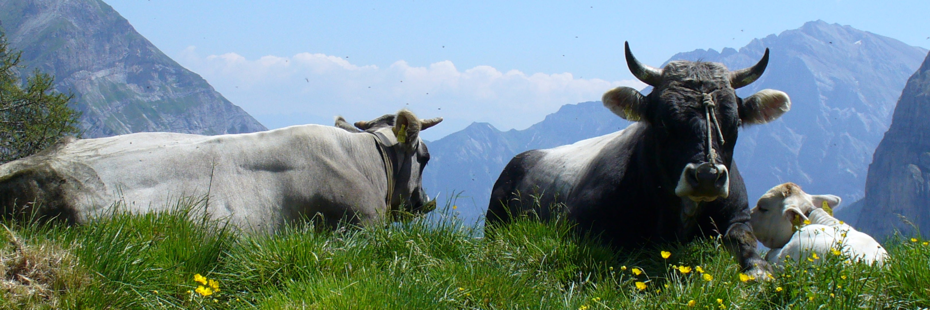 Bio-Rindfleisch vom Rätischen Grauvieh