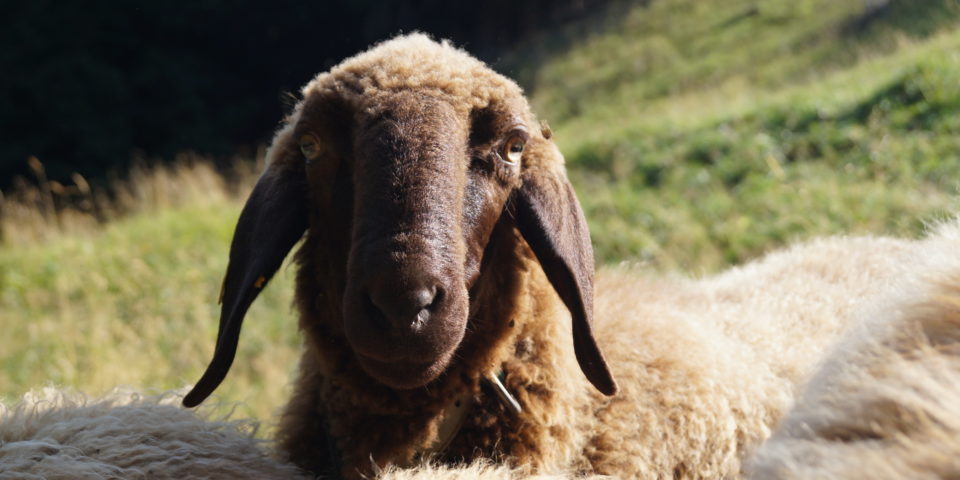 Engadiner Schafe im Taminatal