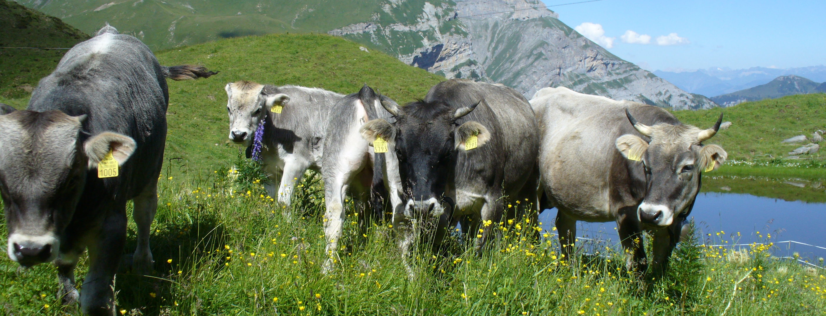 Kühe vom Rätischen Grauvieh auf der Weide